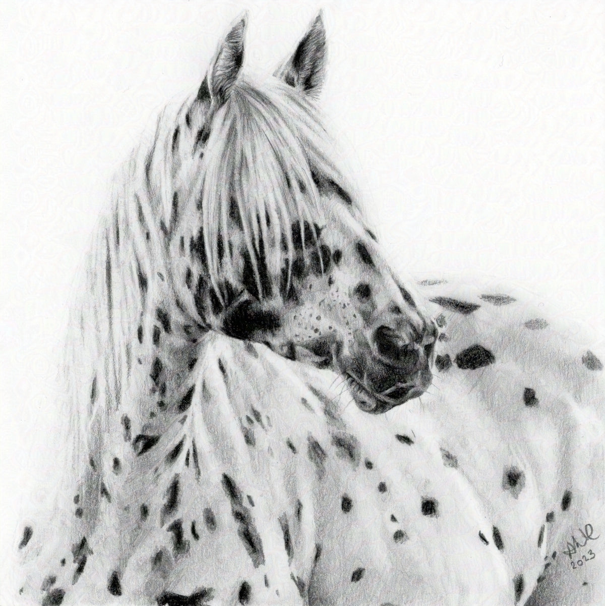 A graphite pencil drawing of a dappled Appaloosa horse, with a focus on the horse's face and neck, mounted and framed.