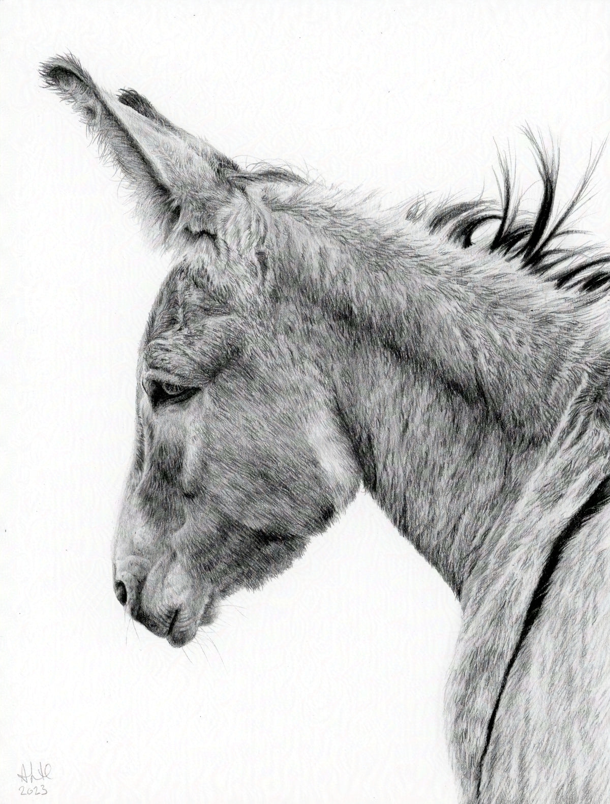 Original graphite drawing titled "The Thoughtful Watcher" by Abigail Hemmings, featuring a detailed profile of a donkey with a calm, introspective expression.