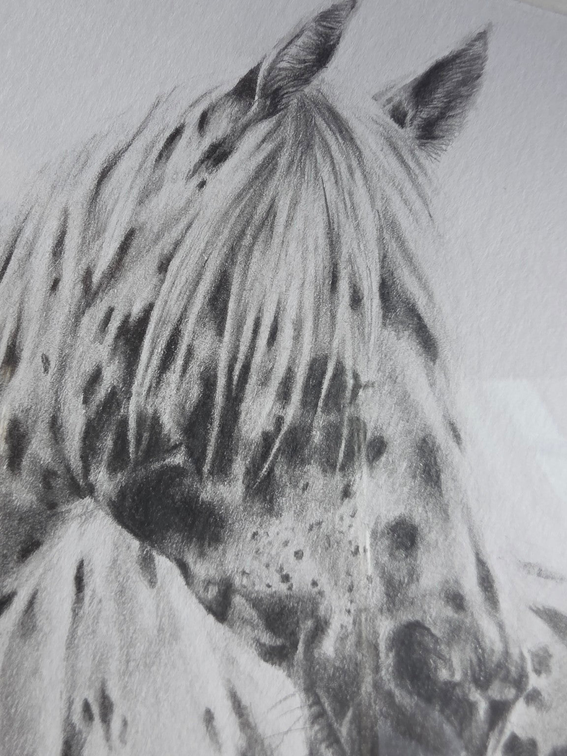 Dappled Grace | Original Horse Drawing