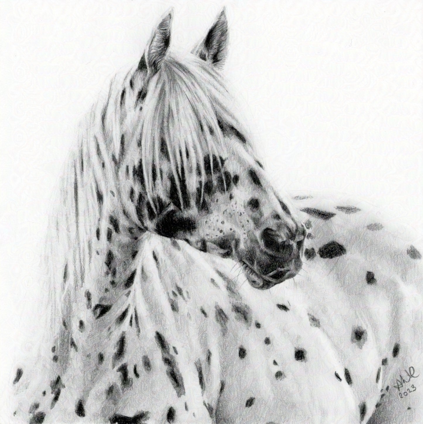 A graphite pencil drawing of a dappled Appaloosa horse, with a focus on the horse's face and neck, mounted and framed.