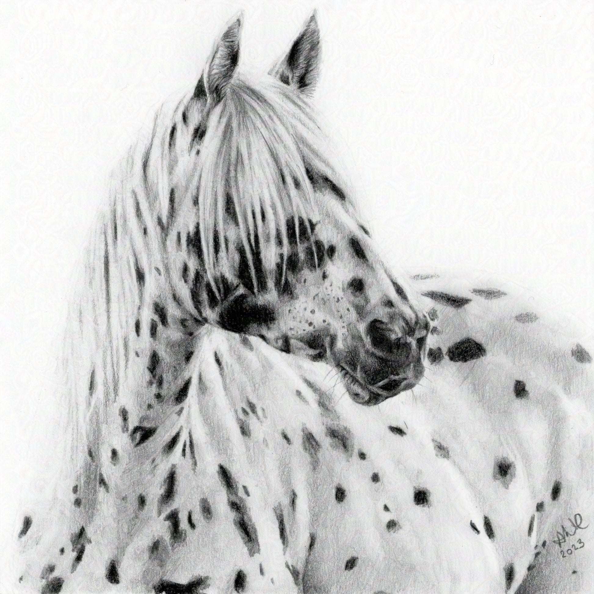 A graphite pencil drawing of a dappled Appaloosa horse, with a focus on the horse's face and neck, mounted and framed.
