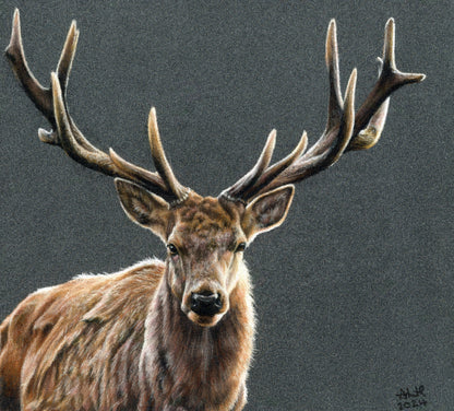 Realistic coloured pencil drawing titled "The Silent Monarch" by Abigail Hemmings, portraying a majestic stag with full antlers against a soft, muted background.