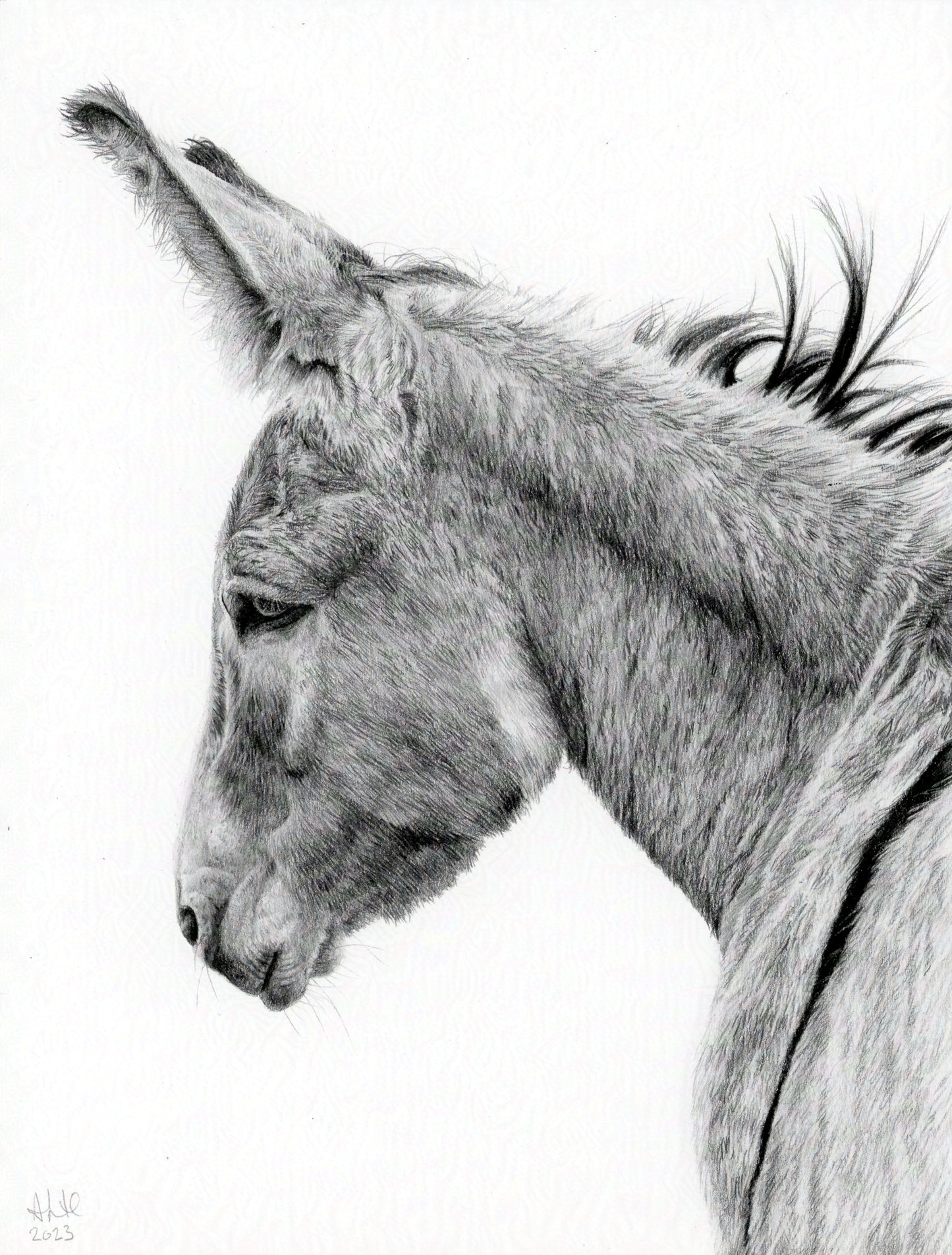 Original graphite drawing titled "The Thoughtful Watcher" by Abigail Hemmings, featuring a detailed profile of a donkey with a calm, introspective expression.