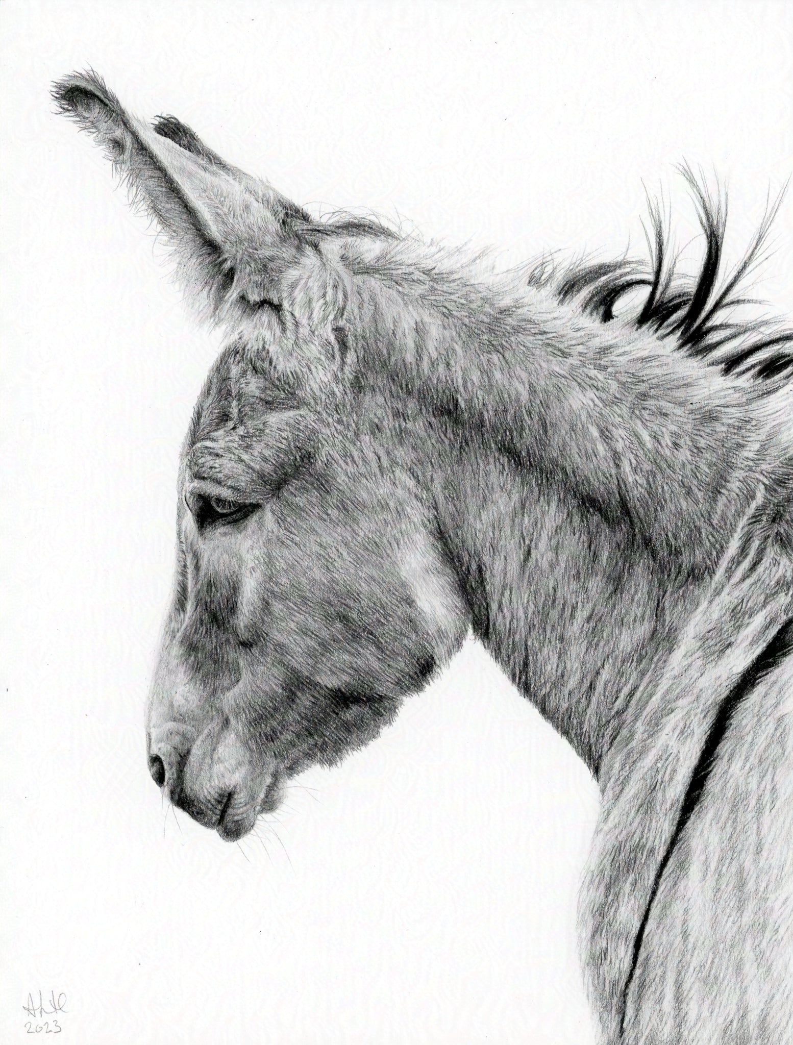 Original graphite drawing titled "The Thoughtful Watcher" by Abigail Hemmings, featuring a detailed profile of a donkey with a calm, introspective expression.