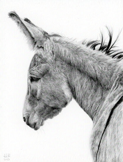 Original graphite drawing titled "The Thoughtful Watcher" by Abigail Hemmings, featuring a detailed profile of a donkey with a calm, introspective expression.