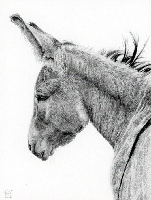 Original graphite drawing titled "The Thoughtful Watcher" by Abigail Hemmings, featuring a detailed profile of a donkey with a calm, introspective expression.